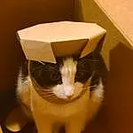 Cat, Felidae, Carnivore, Fawn, Whiskers, Packing Materials, Small To Medium-sized Cats, Wood, Shipping Box, Carton, Box, Snout, Tail, Packaging And Labeling, Cardboard, Furry friends, Hardwood, Eyelash, Paper Product, Paper