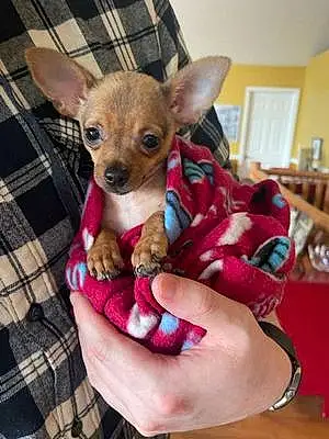 Name Chihuahua Dog Cletus