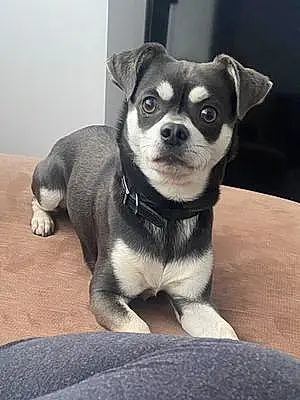 Name Chihuahua Dog Lennox