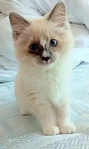 Name Cat Crystal