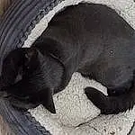 Carnivore, Dog breed, Grey, Felidae, Terrestrial Animal, Cat, Small To Medium-sized Cats, Snout, Tail, Wood, Whiskers, Paw, Furry friends, Domestic Short-haired Cat, Comfort, Canidae, Black cats, Nap, Hardwood
