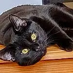 Cat, Felidae, Carnivore, Grey, Whiskers, Wood, Small To Medium-sized Cats, Snout, Hardwood, Bombay, Comfort, Black cats, Domestic Short-haired Cat, Furry friends, Tail, Terrestrial Animal, Claw