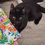 Cat, Felidae, Carnivore, Whiskers, Small To Medium-sized Cats, Bombay, Bag, Art, Comfort, Linens, Pattern, Domestic Short-haired Cat, Tail, Visual Arts, Throw Pillow, Bedding, Fashion Accessory, Black cats, Tablecloth, Furry friends
