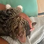 Skin, Hand, Cat, Felidae, Comfort, Carnivore, Gesture, Finger, Small To Medium-sized Cats, Fawn, Whiskers, Wrinkle, Snout, Domestic Short-haired Cat, Braid, Wrist, Nail, Claw, Furry friends, Wool