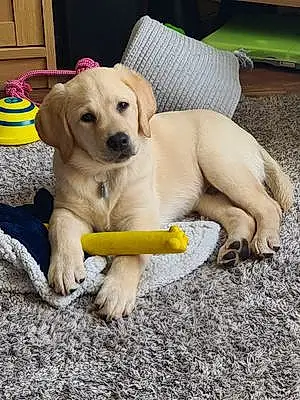 Name Labrador Retriever Dog Champ
