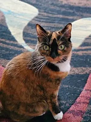 American Shorthair Cat Maya