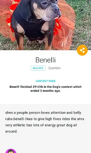 Name Bulldog Dog Benelli