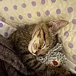 Cat, Comfort, Textile, Carnivore, Felidae, Grey, Small To Medium-sized Cats, Whiskers, Snout, Pattern, Domestic Short-haired Cat, Furry friends, Terrestrial Animal, Tail, Nap, Linens, Claw, Paw, Sleep