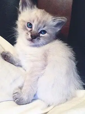 Name Siamese Cat Leroy