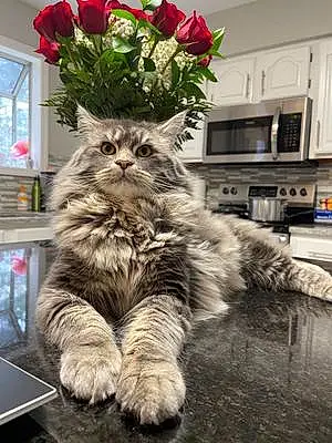 Name Maine Coon Cat Dominic