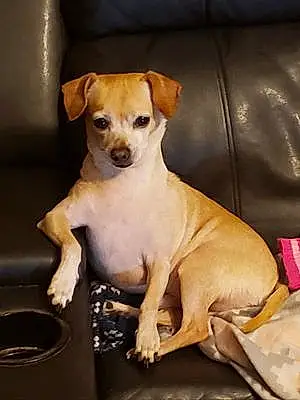 Name Chihuahua Dog Bugsy