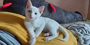 Name British Shorthair Cat Avery