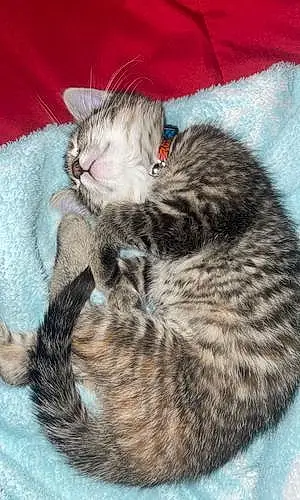 Name American Shorthair Cat Carmel