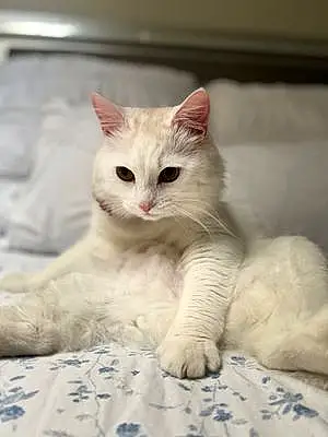 Turkish Angora Cat Rosie