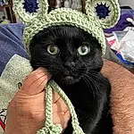 Plant, Cat, Hat, Dress, Sunglasses, Felidae, Carnivore, Cap, Small To Medium-sized Cats, Whiskers, Window, Wool, Furry friends, Fashion Accessory, Nail, Thread, Woolen, Costume Hat, Craft, Crochet