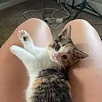 Cat, Felidae, Carnivore, Small To Medium-sized Cats, Ear, Whiskers, Gesture, Comfort, Fawn, Snout, Tail, Nail, Paw, Furry friends, Domestic Short-haired Cat, Lap, Claw, Photo Caption, Nap, Chair