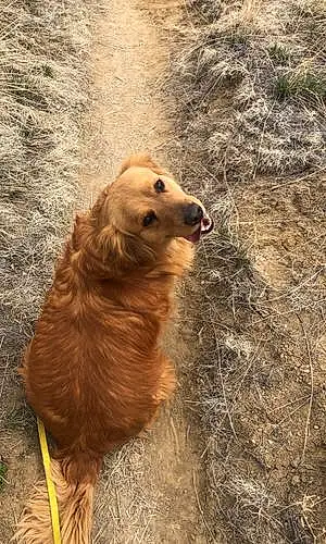 Name Golden Retriever Dog Ammo