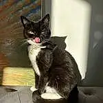 Cat, Felidae, Carnivore, Grey, Small To Medium-sized Cats, Whiskers, Comfort, Snout, Tail, Black cats, Furry friends, Paw, Domestic Short-haired Cat, Claw, Sitting, Black & White, Darkness, Human Leg, Shadow