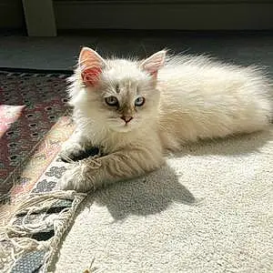Name Siberian Cat Bluebell
