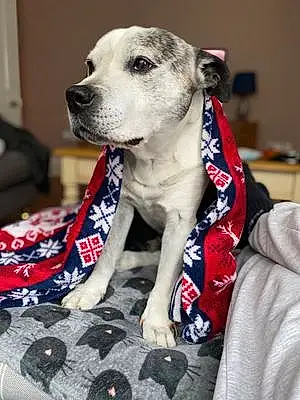 Staffordshire Bull Terrier Dog Bonzo