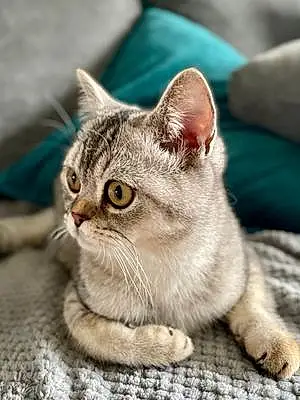 Name British Shorthair Cat Gwen