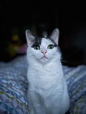 Name British Shorthair Cat Jesse