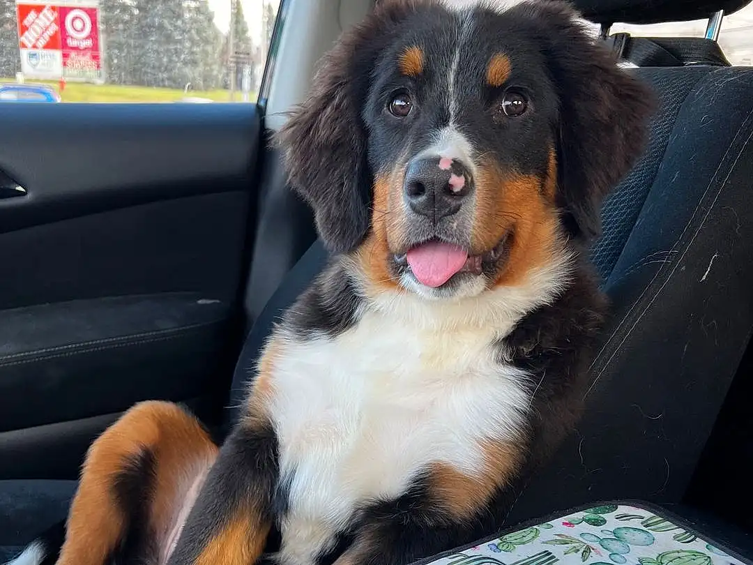 Dog, Dog breed, Carnivore, Companion dog, Vehicle Door, Comfort, Snout, Automotive Exterior, Collar, Furry friends, Vroom Vroom, Paw, Canidae, Windshield, Foot, Car Seat, Human Leg, Working Dog, Bernese Mountain Dog