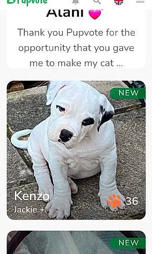 Name American Bulldog Dog Kenzo