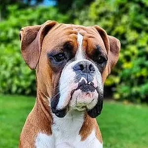 Name Boxer Dog Clive