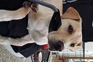 Name Labrador Retriever Dog Charlee