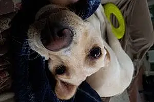 Name Labrador Retriever Dog Charlee