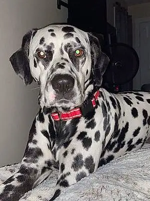Name Dalmatian Dog Axel