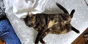 Name British Shorthair Cat Libby