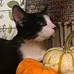 Cat, Pumpkin, Felidae, Cucurbita, Carnivore, Calabaza, Winter Squash, Staple Food, Squash, Whiskers, Small To Medium-sized Cats, Gourd, Natural Foods, Vegetable, Tail, Comfort, Domestic Short-haired Cat, Furry friends, Food, Plant