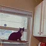 Cat, Window, Wood, Interior Design, Carnivore, Felidae, Whiskers, Hardwood, Tints And Shades, Small To Medium-sized Cats, Tail, Comfort, House, Door, Window Treatment, Shade, Curtain, Wood Stain