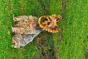 Yorkshire Terrier Dog Bella Boo