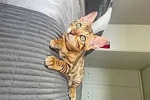 Name Bengal Cat Lili