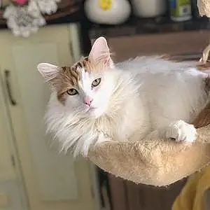 Turkish Angora Cat Mishka