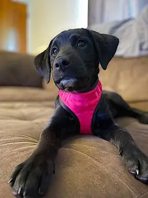 Name Labrador Retriever Dog Addie