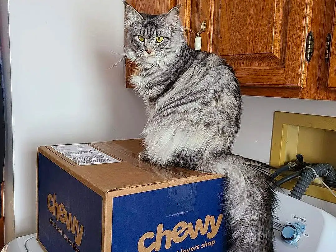 Cat, Felidae, Carnivore, Small To Medium-sized Cats, Grey, Whiskers, Curtain, Shipping Box, Box, Tail, Wood, Cabinetry, Domestic Short-haired Cat, Furry friends, Shelving, Packaging And Labeling, Shelf, Carton, Comfort, Cardboard