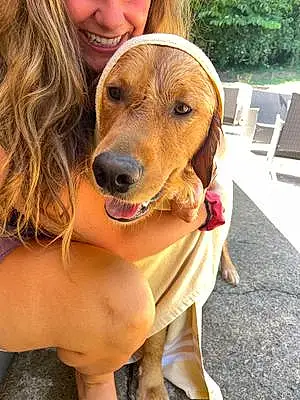 Name Golden Retriever Dog Hopper