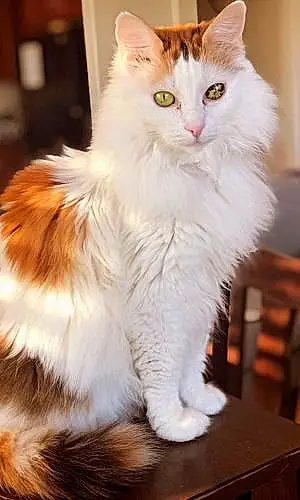 Turkish Angora Cat Coconut