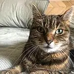 Cat, Eyes, Felidae, Carnivore, Small To Medium-sized Cats, Whiskers, Comfort, Snout, Terrestrial Animal, Window, Furry friends, Domestic Short-haired Cat, Paw, Tree, Claw, Couch, Sitting, Linens, Pillow
