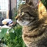 Cat, Plant, Felidae, Window, Small To Medium-sized Cats, Carnivore, Whiskers, Fawn, Grass, Terrestrial Animal, Big Cats, Snout, Tail, Furry friends, Domestic Short-haired Cat, Claw, Paw, Houseplant