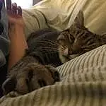 Cat, Comfort, Carnivore, Felidae, Gesture, Grey, Whiskers, Small To Medium-sized Cats, Linens, Bed, Domestic Short-haired Cat, Furry friends, Wood, Room, Couch, Human Leg, Bedding, Nap, Blanket, Sleep