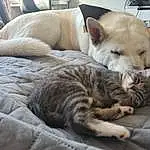 Cat, Comfort, Felidae, Carnivore, Whiskers, Fawn, Small To Medium-sized Cats, Companion dog, Snout, Dog breed, Wood, Furry friends, Tail, Linens, Domestic Short-haired Cat, Nap, Paw, Sleep, Bedding, Canidae