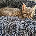 Cat, Felidae, Carnivore, Small To Medium-sized Cats, Whiskers, Fawn, Tree, Terrestrial Animal, Wood, Snout, Tail, Close-up, Furry friends, Grass, Domestic Short-haired Cat, Claw, Trunk, Nap, Sleep