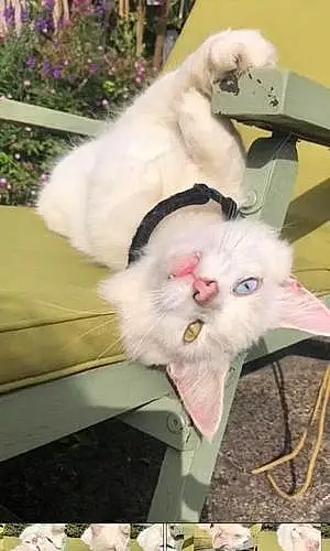 Turkish Angora Cat Luna