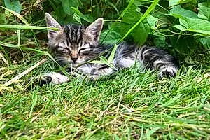 British Shorthair Cat Heto