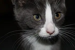 Snowshoe Cat Fernie